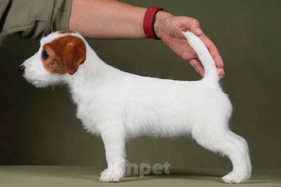 Собаки в Санкт-Петербурге: Марлекс Солар Николь Девочка, 50 000 руб. - фото 3