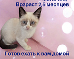 Кошки в Ростове-на-Дону: Котёнок Сноу -шу Мальчик, 20 000 руб. - фото 1