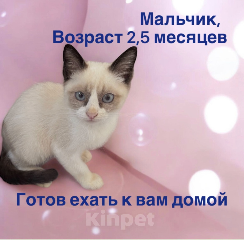 Кошки в Ростове-на-Дону: Котёнок Сноу -шу Мальчик, 20 000 руб. - фото 1