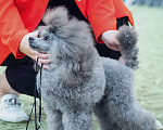 Собаки в Новороссийске: Той пудель серебро Мальчик, 1 руб. - фото 1