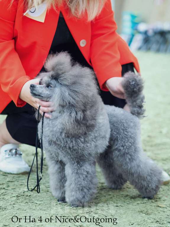 Собаки в Новороссийске: Той пудель серебро Мальчик, 1 руб. - фото 1