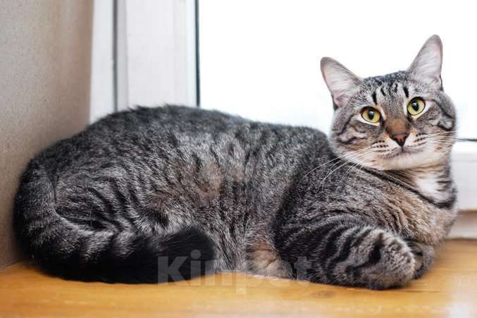 Кошки в Москве: Полосатый ласковый кот Шпрот в добрые руки Мальчик, 1 руб. - фото 5