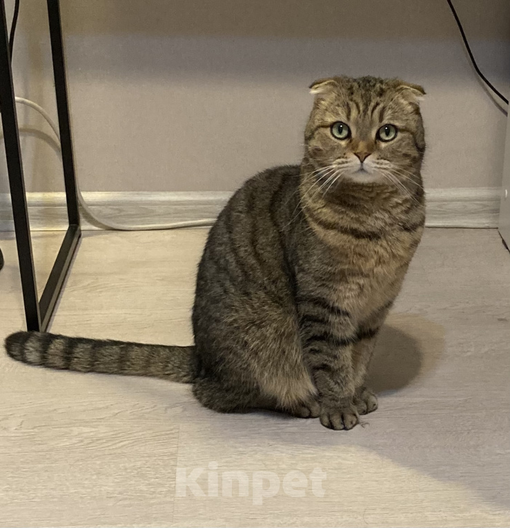 Кошки в Москве: Потерялся кот Мальчик, Бесплатно - фото 1