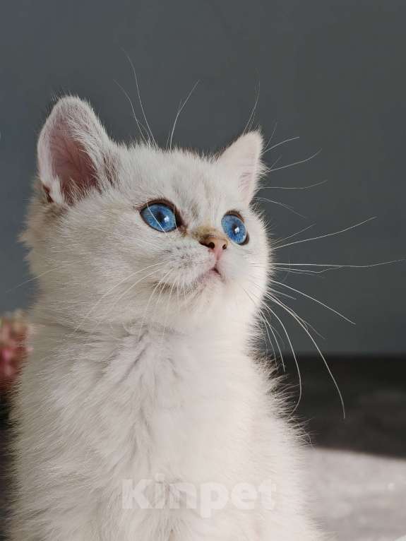 Кошки в Москве: Голубоглазая красотка ждет своих родителей Девочка, 75 000 руб. - фото 5