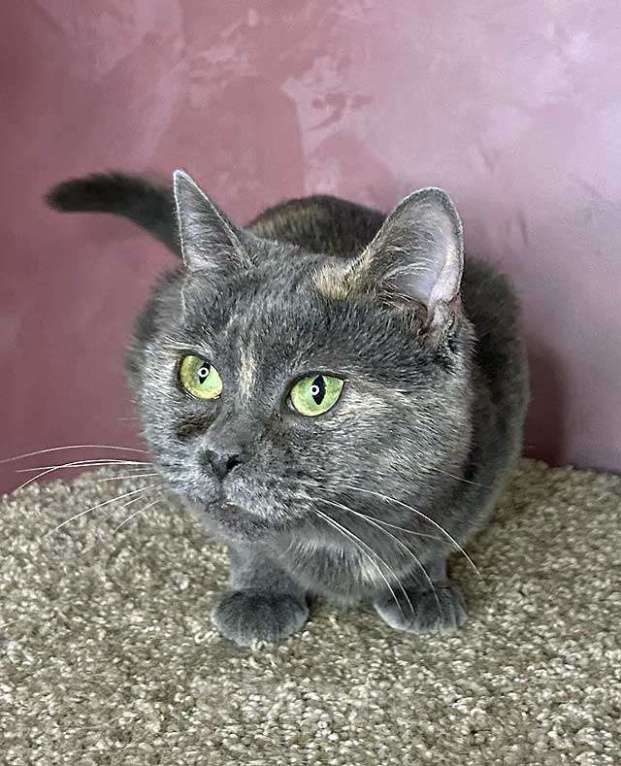 Кошки в Москве: Масяня, ласковая мурлыка, маленькая и забавная кошечка с зелеными глазами в добрые руки. Девочка, 10 руб. - фото 6