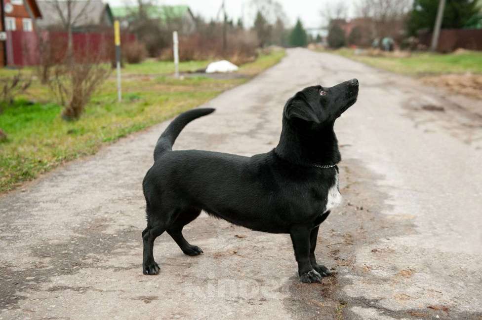 Собаки в Москве: Записка, дерево и брошенная такса — история Найды Девочка, Бесплатно - фото 1