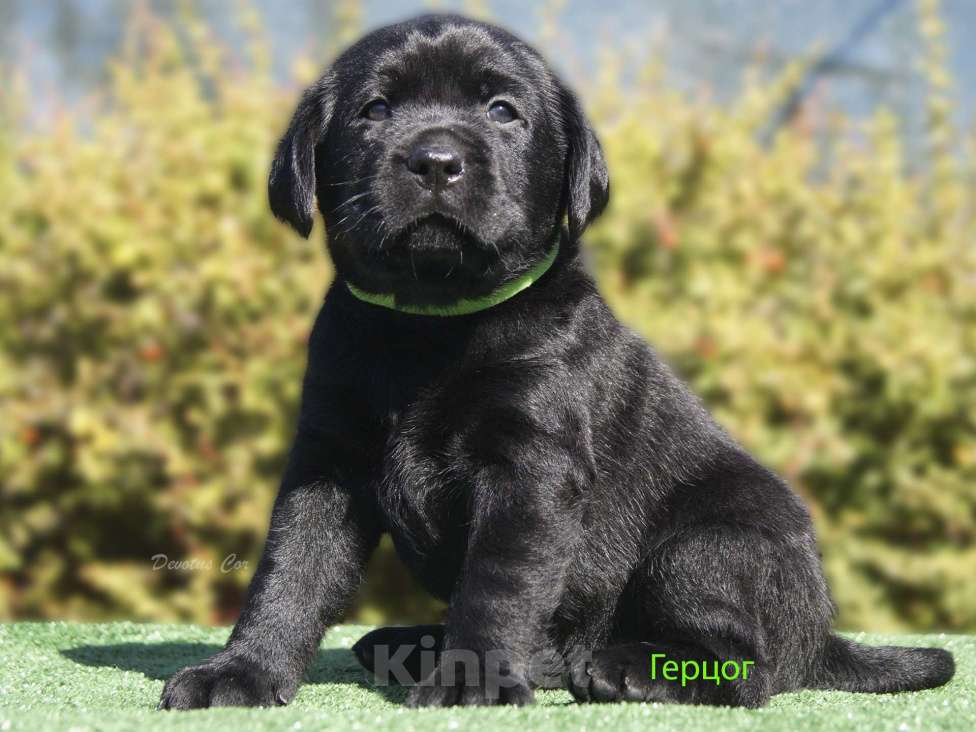 Собаки в Волжском: Щенки лабрадора Девочка, 55 000 руб. - фото 7