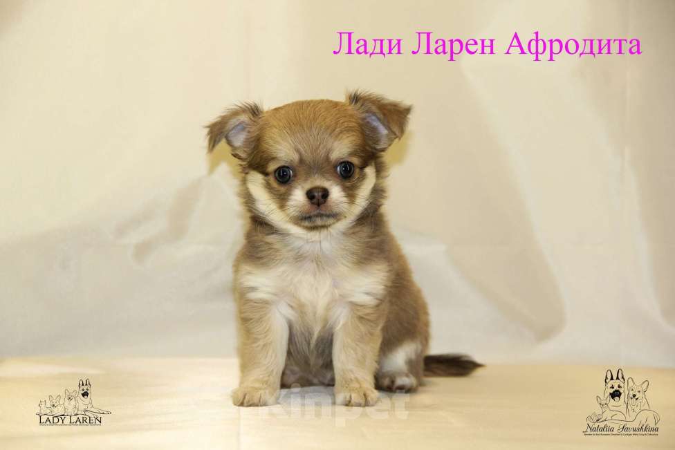 Собаки в Москве: Щенки чихуахуа  Мальчик, Бесплатно - фото 3