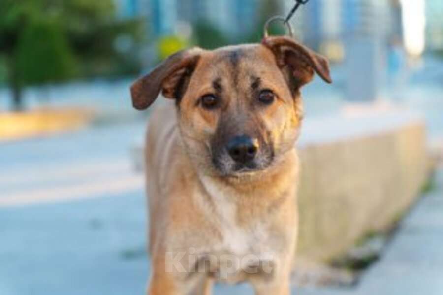 Кошки в Москве: Очень покладистый и спокойный мальчик с доброй душой ищет дом Девочка, Бесплатно - фото 1