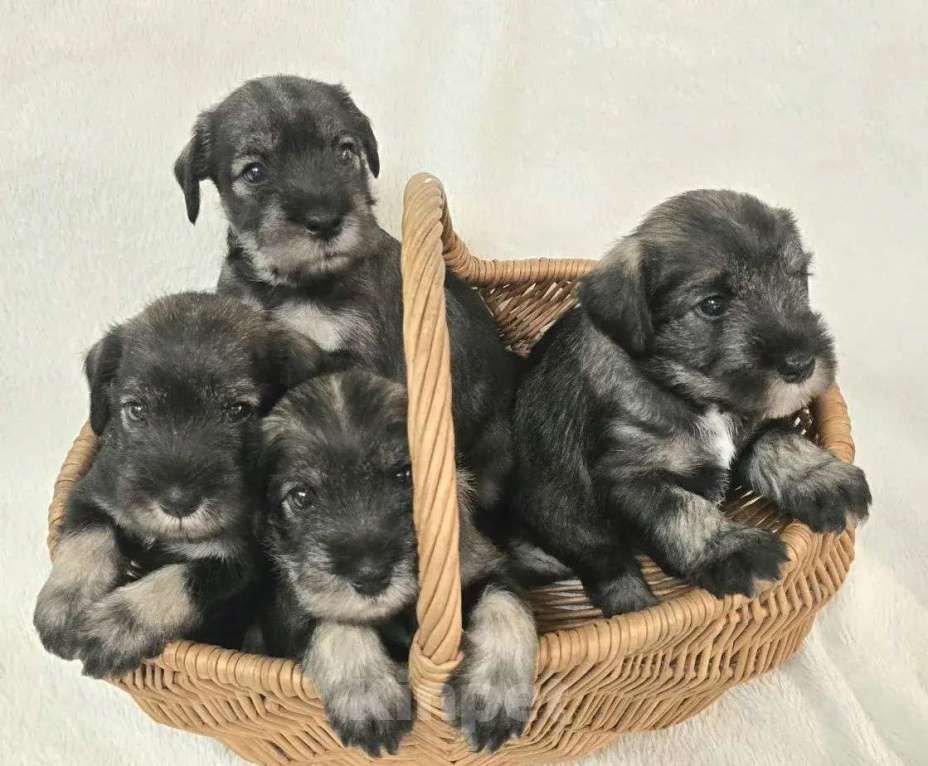 Собаки в Санкт-Петербурге: Щенки миттельшнауцера Разнополые, 45 000 руб. - фото 1