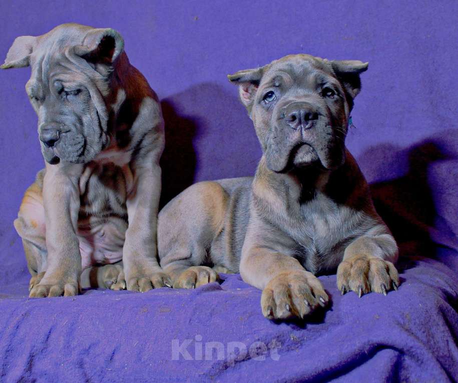 Собаки в Омске: Верные друзья Мальчик, 70 000 руб. - фото 1