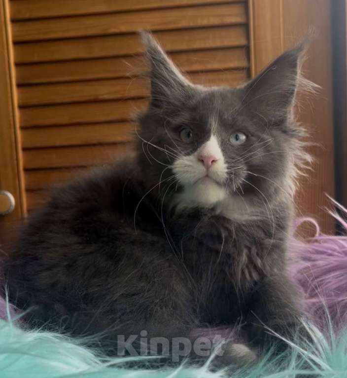 Кошки в Санкт-Петербурге: Котята Мейн кун Мальчик, 70 000 руб. - фото 3