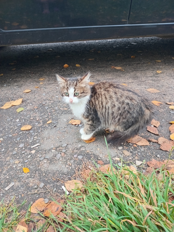 Кошки в Москве: Котенок Пушинка ищет дом Девочка, Бесплатно - фото 1