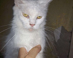 Кошки в Арзамасе: Мейн кун кошка молодая, 7 руб. - фото 1