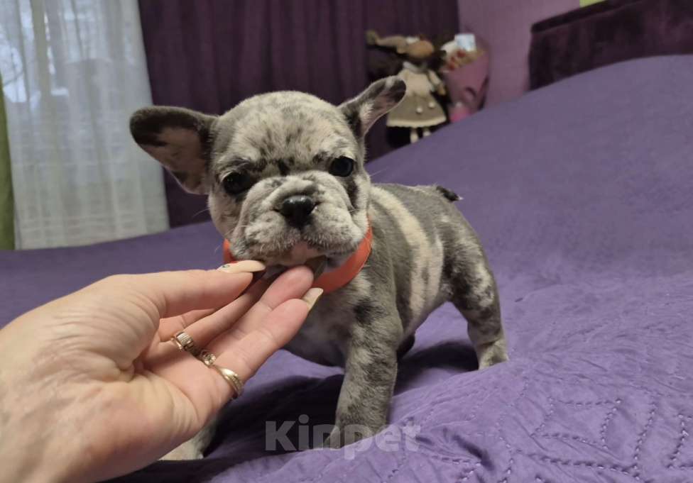 Собаки в Москве: Девочка  Девочка, 65 000 руб. - фото 1