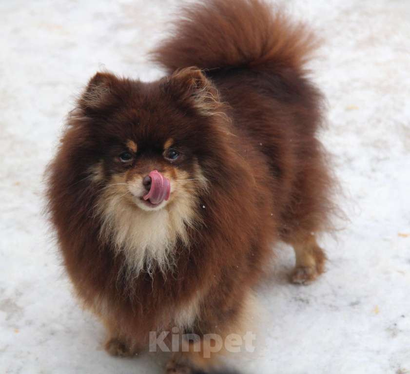 Собаки в Раменском: Девочка Бэлла Девочка, 5 000 руб. - фото 1