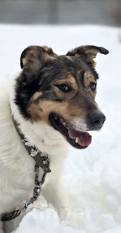 Собаки в Королеве: Жерар – пёс тонкой душевной организации. Мальчик, Бесплатно - фото 5