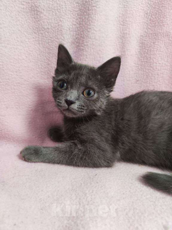 Кошки в Москве: Котенок Карма с двухцветными глазами Девочка, Бесплатно - фото 4