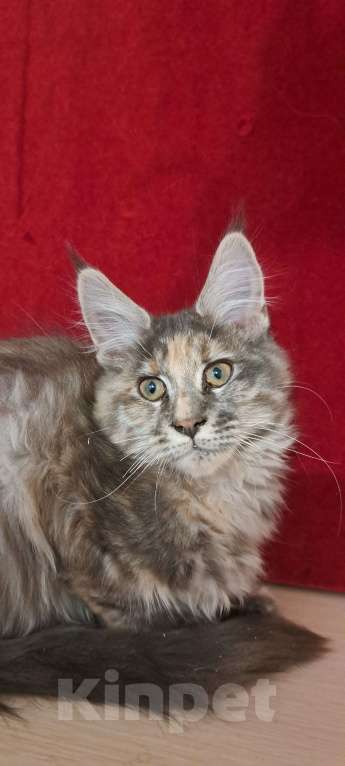 Кошки в Москве: Рыськи Мальчик, Бесплатно - фото 1