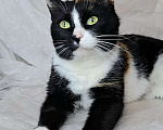 Кошки в Москве: Трехцветная кошка в добрые руки  Девочка, Бесплатно - фото 5