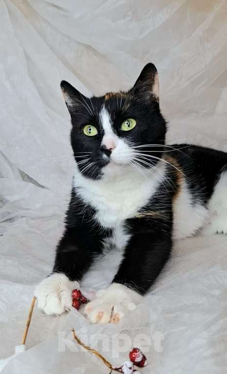 Кошки в Москве: Трехцветная кошка в добрые руки  Девочка, Бесплатно - фото 5