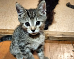 Кошки в Химках: Красавчик Мальчик, 1 руб. - фото 4