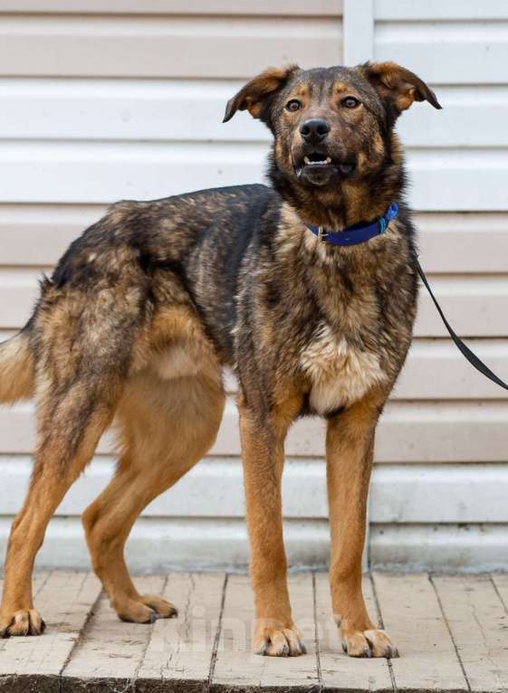 Собаки в Москве: Люсьен. Собака-улыбака Мальчик, Бесплатно - фото 5