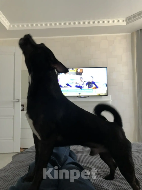 Собаки в Краснодаре: Отдам в добрые руки собачку Мальчик, Бесплатно - фото 6