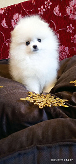 Померанский шпиц красивая белая девочка с документами