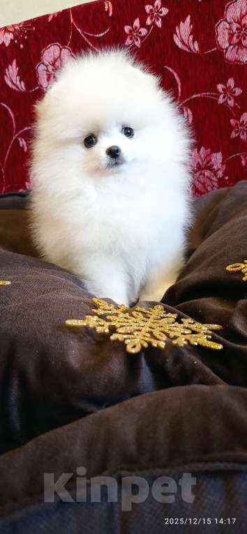 Собаки в Москве: Померанский шпиц красивая белая девочка с документами Девочка, 60 000 руб. - фото 1
