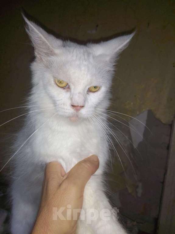 Кошки в Арзамасе: Мейн кун кошка молодая, 7 руб. - фото 1