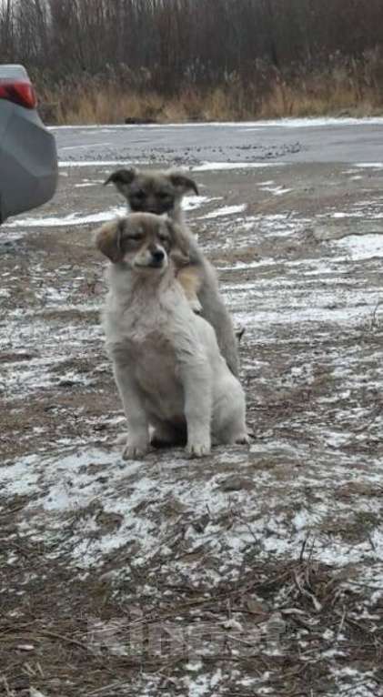 Собаки в Сургуте: Щенки в добрые руки Девочка, 2 руб. - фото 1