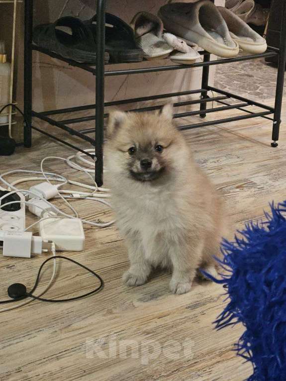 Собаки в Нижнем Новгороде: Поделитесь с Булочкой уютом своего дома! Девочка, 25 000 руб. - фото 4