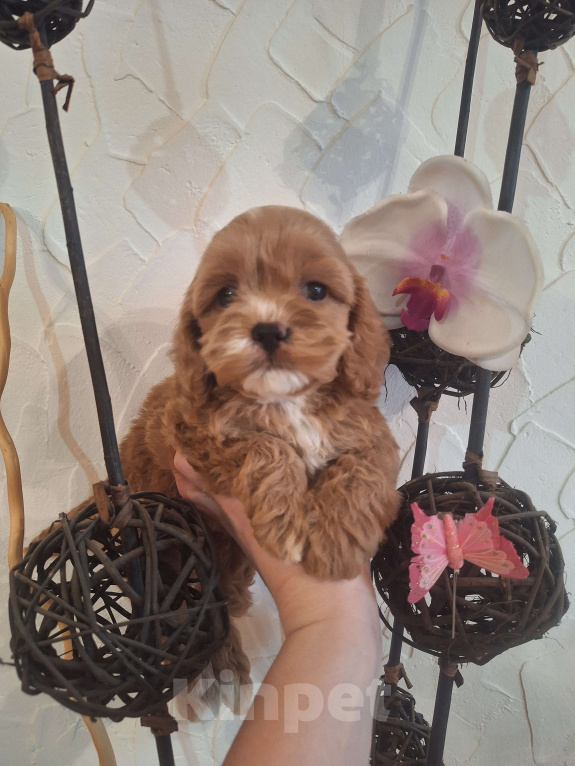 Собаки в Краснодаре: Кокапу щенок девочка Девочка, 50 000 руб. - фото 10