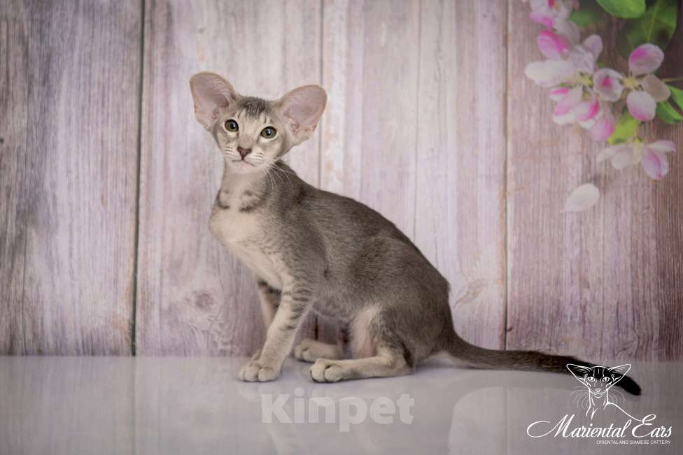 Кошки в Санкт-Петербурге: Ориентал в современном типе  Девочка, 120 000 руб. - фото 8