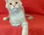 Кошки в других городах Владимирской области: котик мейн кун Мальчик, 35 000 руб. - фото 1