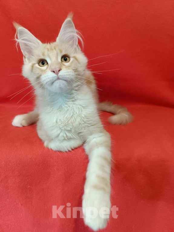 Кошки в других городах Владимирской области: котик мейн кун Мальчик, 35 000 руб. - фото 1