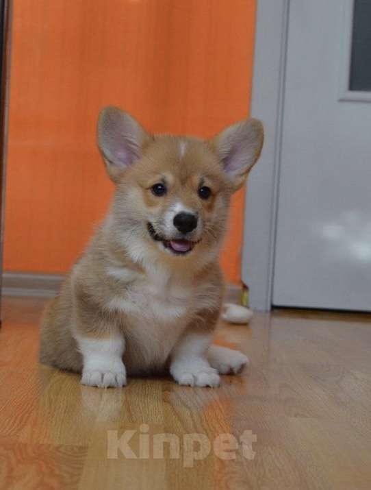 Собаки в Санкт-Петербурге: Красавцы коржики  Мальчик, 60 000 руб. - фото 2