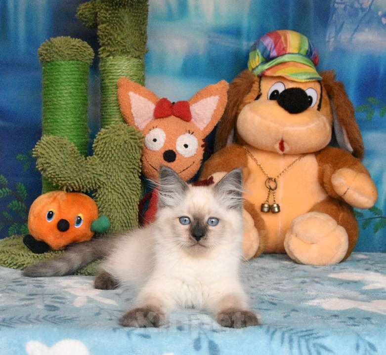 Кошки в Москве: Невские маскарадные котики яркого окраса. Мальчик, 45 000 руб. - фото 4