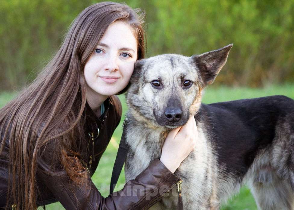 Собаки в Москве: Тигровый мальчик в добрые руки Мальчик, Бесплатно - фото 5