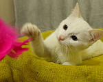Кошки в Санкт-Петербурге: Беленький котёнок Мальчик, Бесплатно - фото 9