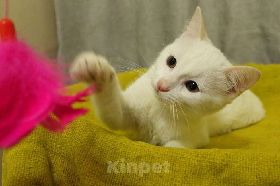 Кошки в Санкт-Петербурге: Беленький котёнок Мальчик, Бесплатно - фото 9