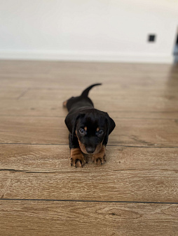 Мальчик такса, цвет чёрный с подпалым