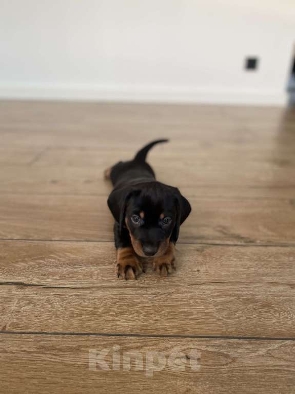 Собаки в других городах Московской области: Мальчик такса, цвет чёрный с подпалым Мальчик, 25 000 руб. - фото 1