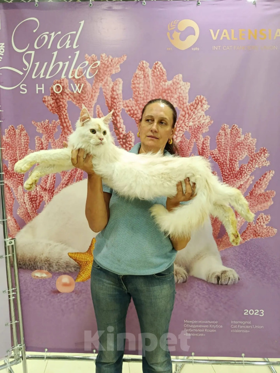 Кошки в Москве: Котёнок мейн-куна Мальчик, 90 000 руб. - фото 5