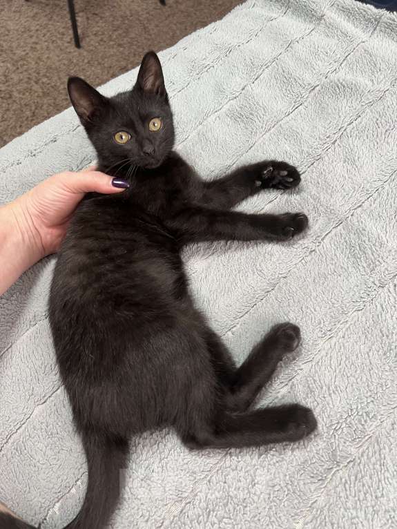 Кошки в Ставрополе: Отдам котенка в добрые руки  Мальчик, Бесплатно - фото 3