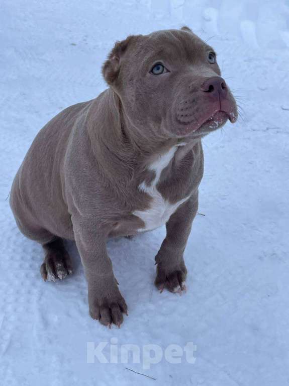 Собаки в других городах Московской области: Американский Булли стандарт Мальчик, 100 000 руб. - фото 6