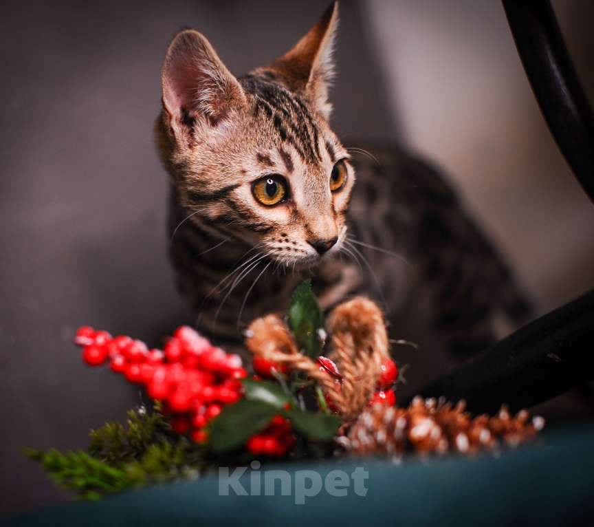 Кошки в Москве: Бенгальский котенок  Мальчик, 35 000 руб. - фото 10