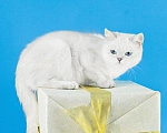 Кошки в Миассе: Котик в брид Мальчик, 50 000 руб. - фото 5