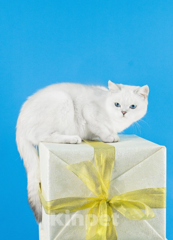 Кошки в Миассе: Котик в брид Мальчик, 50 000 руб. - фото 5